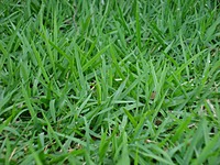 Arugam Pul Powder | 50 Grams | Intake (அருகம் புள் பொடி  | 50G