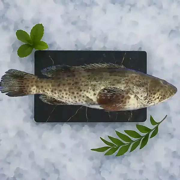 Grouper Fish/ಕಾಲಂಜಿ
