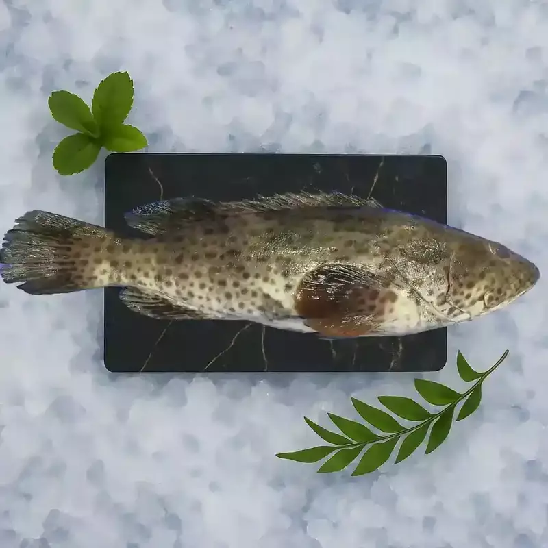 Grouper Fish/ಕಾಲಂಜಿ