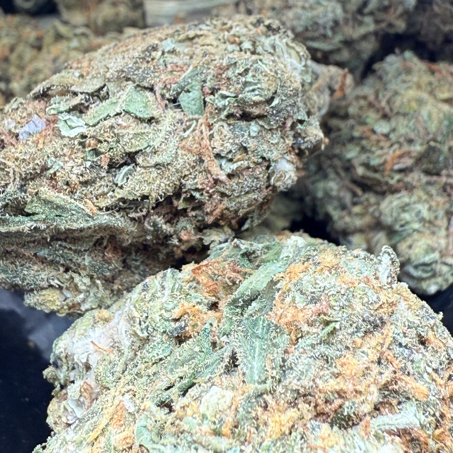 Girl Scout Cookies Greenhouse Edición Mundialista