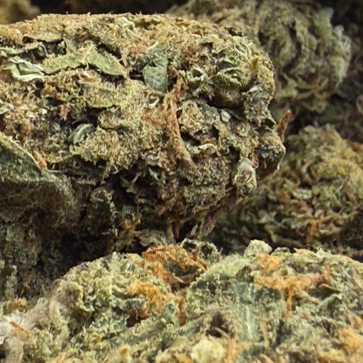 Girl Scout Cookies Greenhouse Edición Mundialista