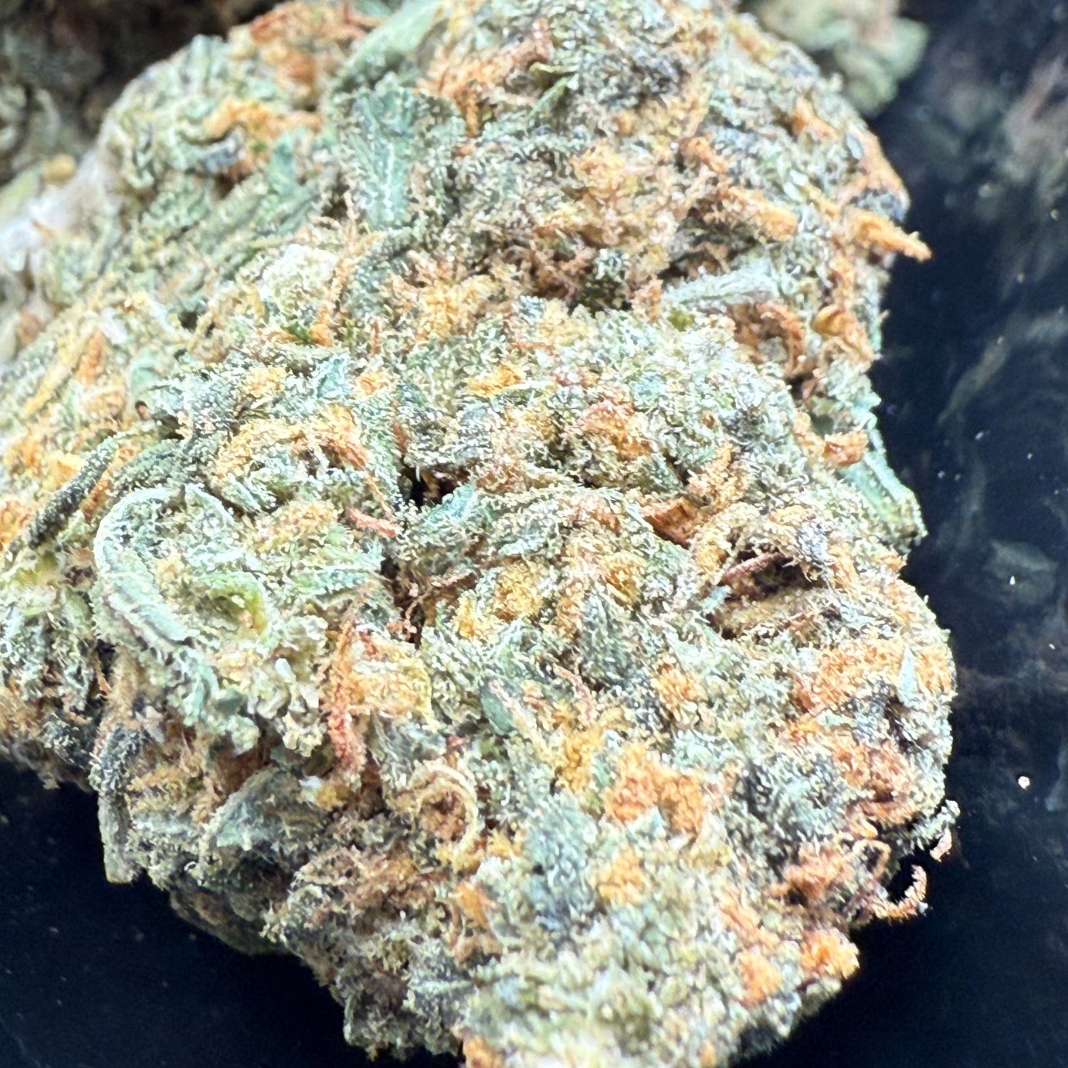 Girl Scout Cookies Greenhouse Edición Mundialista