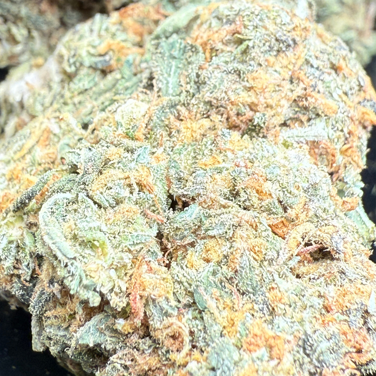 Girl Scout Cookies Greenhouse Edición Mundialista