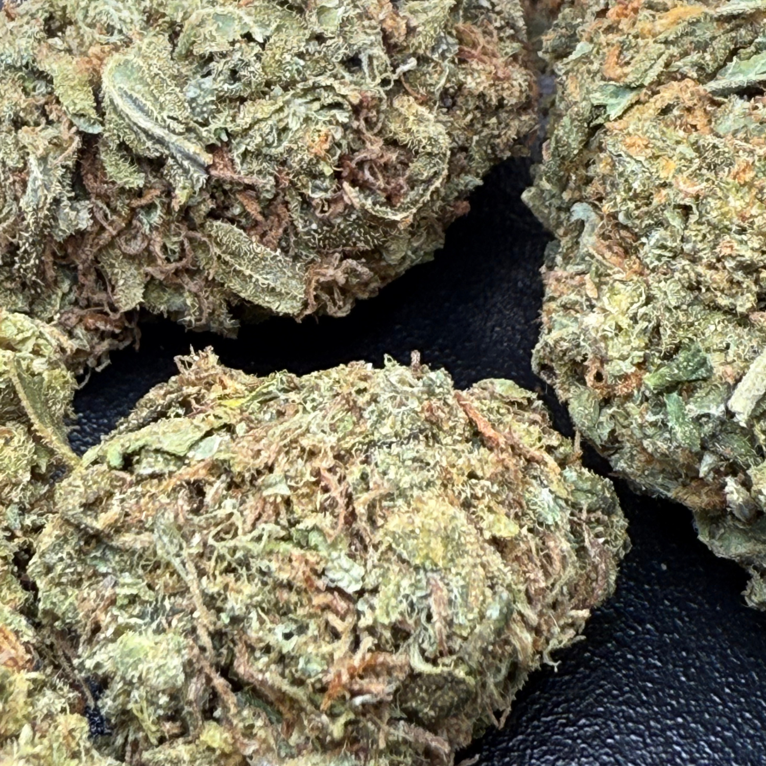 Girl Scout Cookies Greenhouse Edición Mundialista