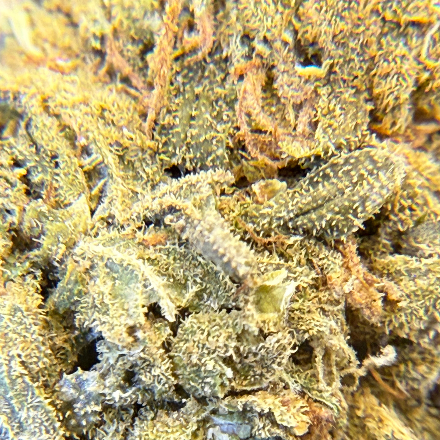 Girl Scout Cookies Greenhouse Edición Mundialista
