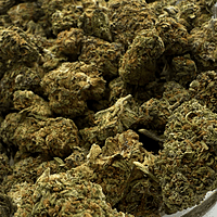 Girl Scout Cookies 2 Greenhouse Exotic