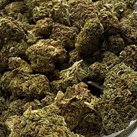 Girl Scout Cookies 2 Greenhouse Exotic
