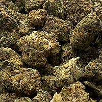 Girl Scout Cookies 2 Greenhouse Exotic