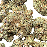 Girl Scout Cookies 2 Greenhouse Exotic