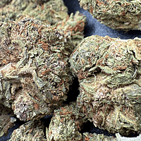 Girl Scout Cookies 2 Greenhouse Exotic