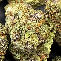 Girl Scout Cookies 2 Greenhouse Exotic