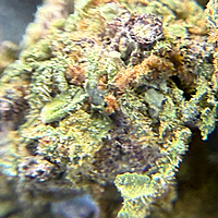 Girl Scout Cookies 2 Greenhouse Exotic