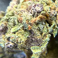 Girl Scout Cookies 2 Greenhouse Exotic