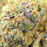 Girl Scout Cookies 2 Greenhouse Exotic