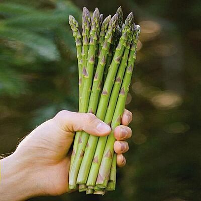 Millenium Asparagus (1 Year Old Crown)