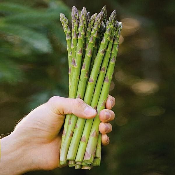 Millenium Asparagus (1 Year Old Crown)