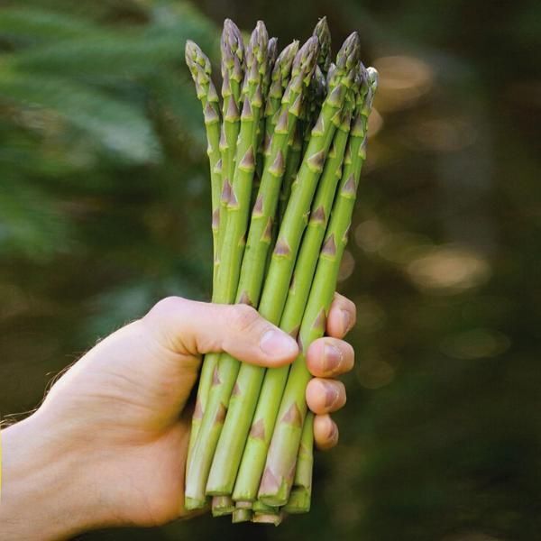 Millenium Asparagus (1 Year Old Crown)