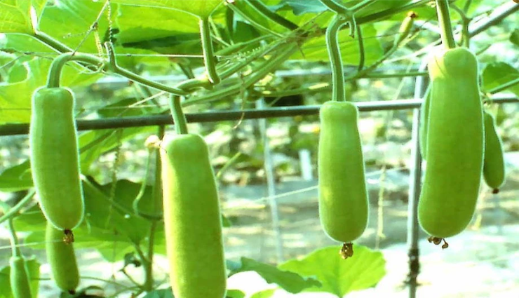BOTTLE GOURD - AATUKAL (ஆட்டுக்கால் சுரைகாய்)