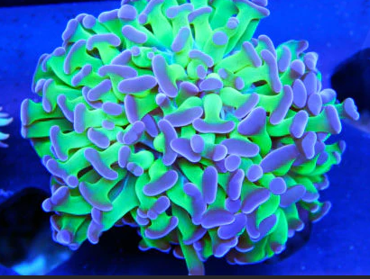 Hammer Coral Frag