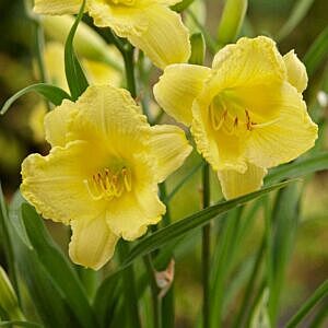 HAPPY RETURNS DAYLILY (HEMEROCALLIS 'HAPPY RETURNS')