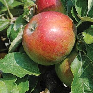 HARDI-MAC APPLE (MALUS X 'HARDI-MAC')