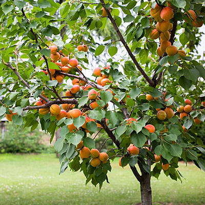 Harglow Apricot