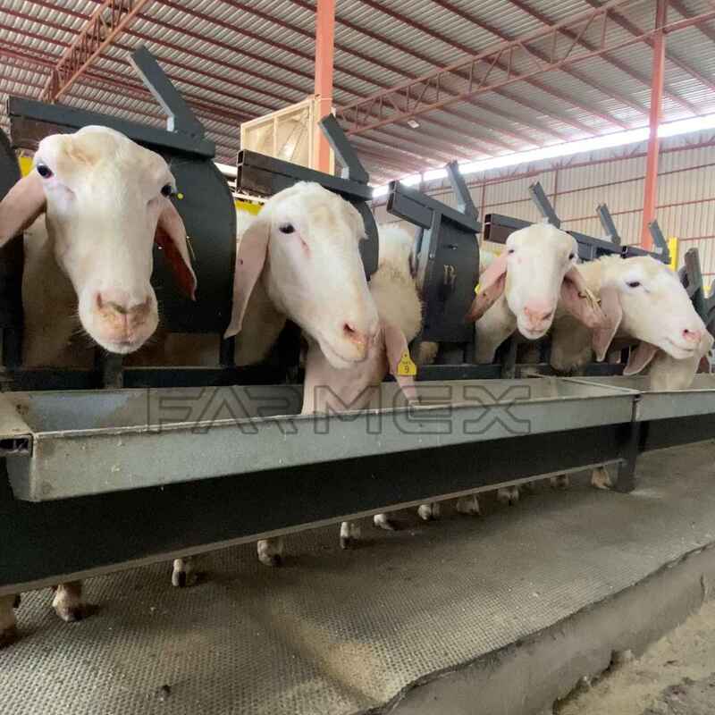 Milking Headlock - 12 Unit - Neck 9.5 cm