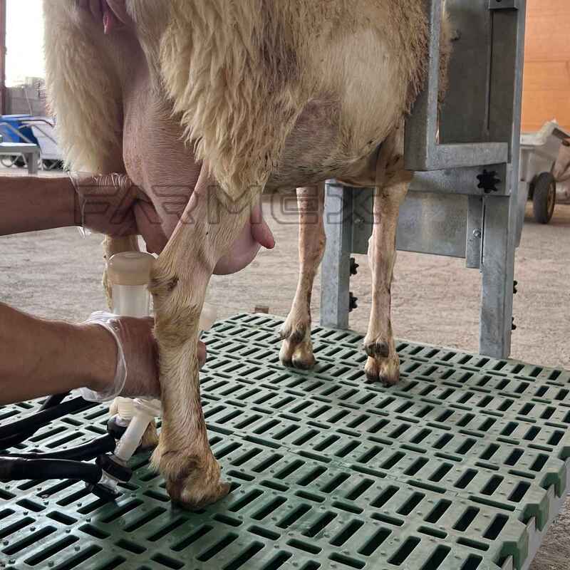 Headlock for Goat Sheep 1U with Base-Anti Rust Hot-Dip Galvanised