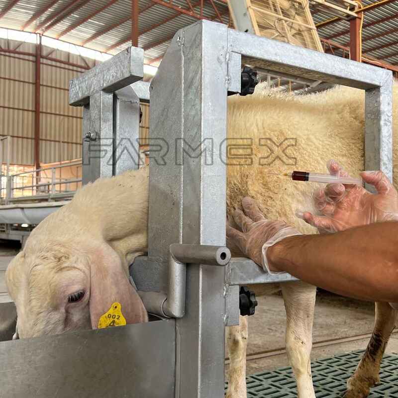 Headlock for Goat Sheep 1U with Base-Painted Metal Steel