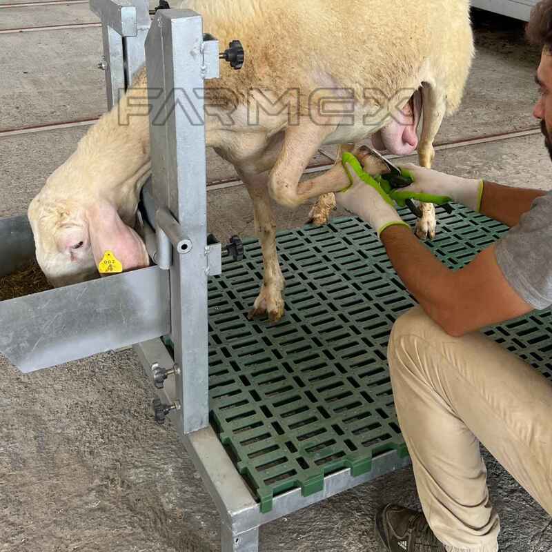 Headlock for Goat Sheep 1U with Base-Painted Metal Steel