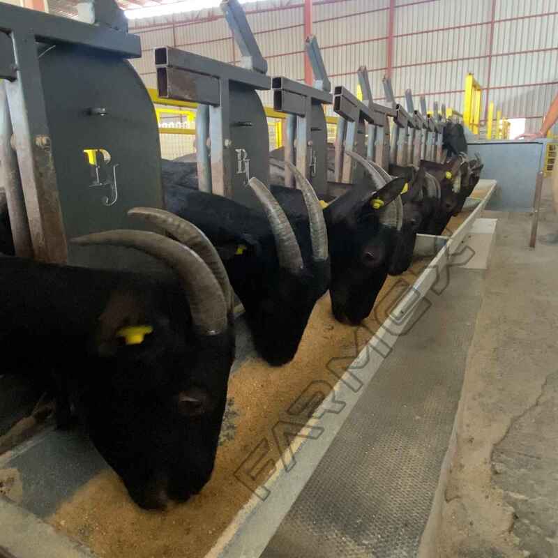 Milking Headlock - 12 Unit - Neck 9.5 cm