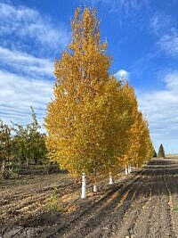 CHICKADEE PAPER BIRCH (BETULA PAPYRIFERA CHICKADEE)