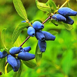 HONEY BERRY COMBO (LONICERA CAERULEA KAMSCHATICA 'COMBO')