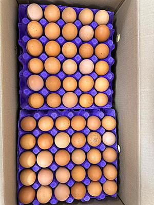 GardenZ bulk organic free-range eggs 360 pack UAE GardenZ bulk organic free-range eggs 360 pack UAE