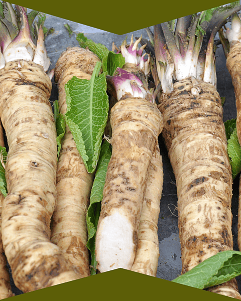 Fresh Horseradish