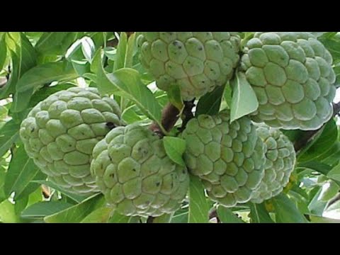 SeethaPala maram | Custard apple (சீதா மரம்)