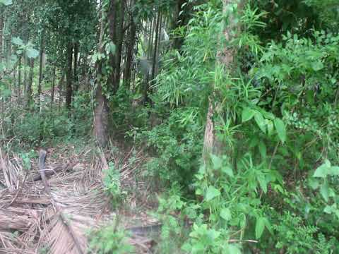 Etti Maram | Spear tree (ஈட்டி மரம்)