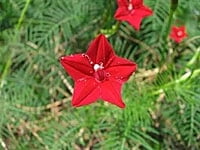 சிகப்பு மாணிக்கம் பூ | Red Manikam Poo