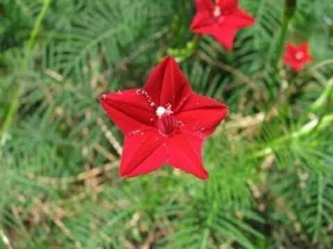 சிகப்பு மாணிக்கம் பூ | Red Manikam Poo