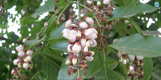 PUNGAN (புங்கன் )