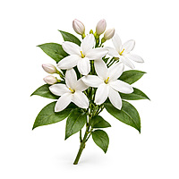 Huile essentielle de Jasmin