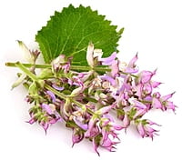 Huile essentielle de Sauge sclarée Huile essentielle de Sauge sclarée