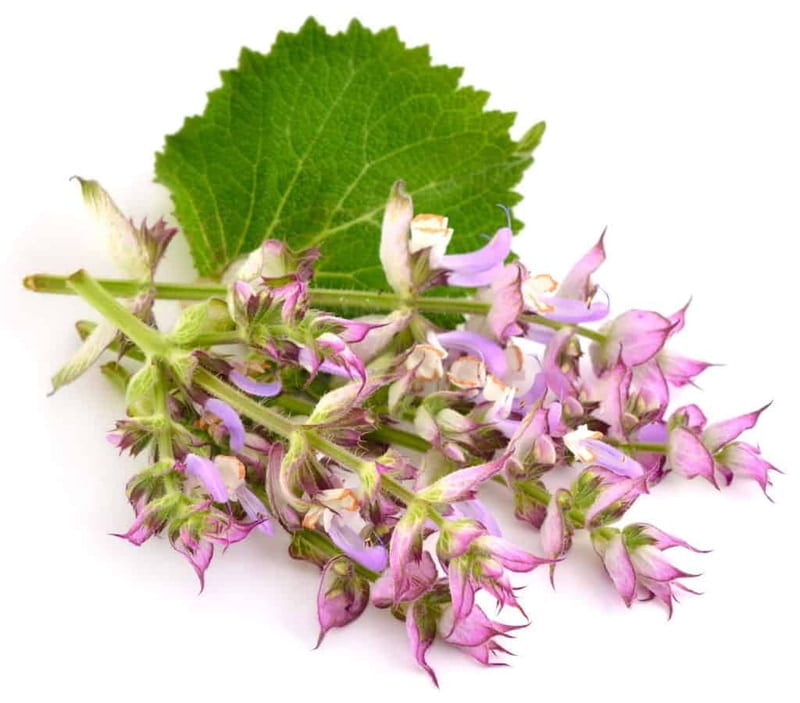 Huile essentielle de Sauge sclarée Huile essentielle de Sauge sclarée