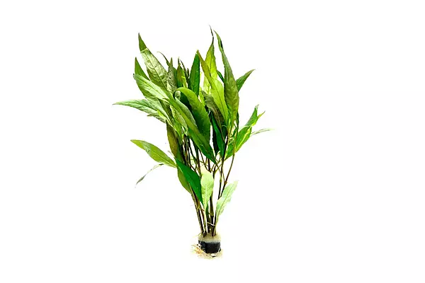 Willow Hygro Bunch
