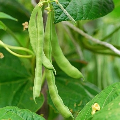 Kodi Lima Beans (கொடி லீமா பீன்ஸ் )