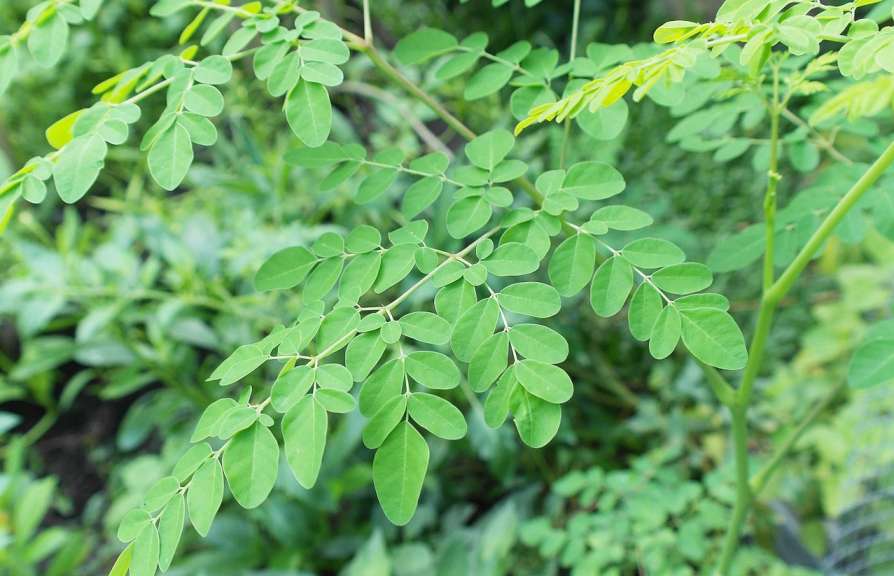 MURUNGAI SEED ( DRUMSTICK LEAVES )