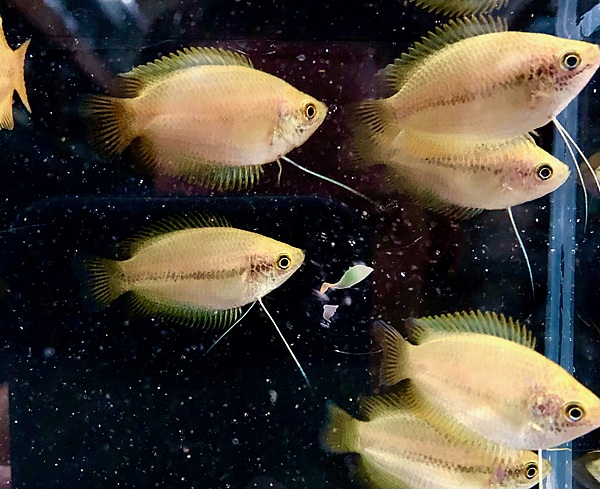 Gold Honey Dwarf Gourami