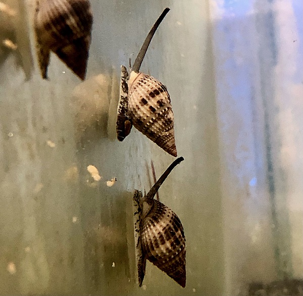 Nassarius Snail S