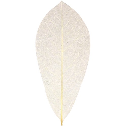 Zart Natural Skeleton Leaves Beige Pack  of 100
