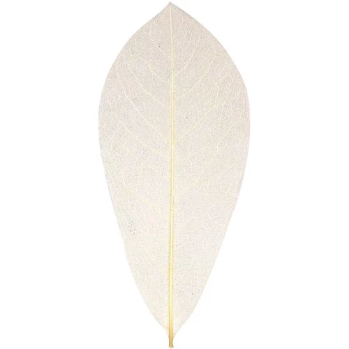 Zart Natural Skeleton Leaves Beige Pack of 100